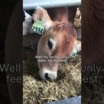 Dairy farmers do more for their cows well-being than you may think🐄😊#cutecows #cowcare