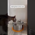 Elevate Your Cat’s Health and Well-being! 😸❤️