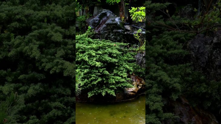 【Meditation music, 30s】Live today, just one day.【朝の瞑想】30秒間。今日、一日だけ、生きる。