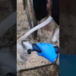 Tail Trimming Insights: Enhancing Cow Well-being