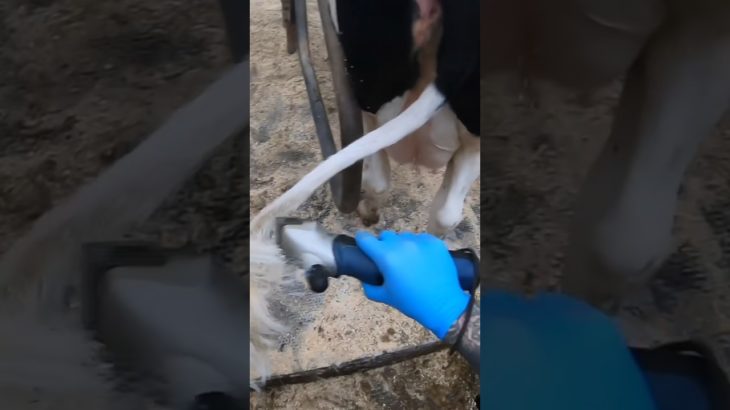 Tail Trimming Insights: Enhancing Cow Well-being