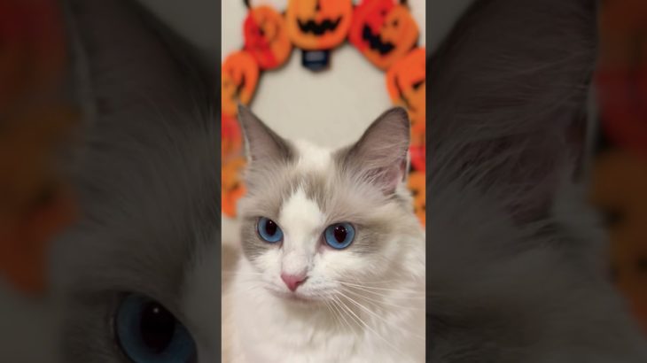 あなたに猫のオーラが見えますか?🔥 #shorts #ハロウィン #スピリチュアル
