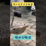 ぷくぷくハコフグを眺める瞑想 #マインドフルネス #ゆるぷか #癒し #こころメンテ #shorts