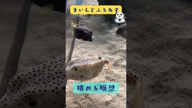 ぷくぷくハコフグを眺める瞑想 #マインドフルネス #ゆるぷか #癒し #こころメンテ #shorts