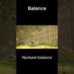 The Harmonious Dance of Balance: Achieving Tranquility, Fulfillment, and Well-being  #positivity