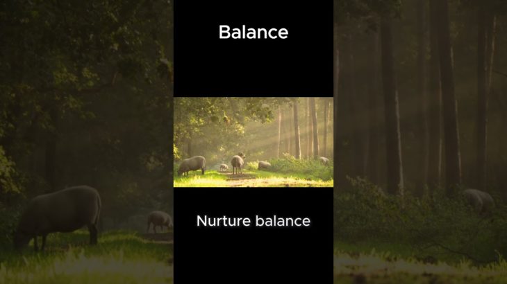 The Harmonious Dance of Balance: Achieving Tranquility, Fulfillment, and Well-being  #positivity