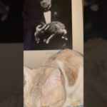 猫はスピリチュアル #rudolph #cats #ねこ #yourcat #はち #猫のいる暮らし #yourpet #cats #catlover #保護猫