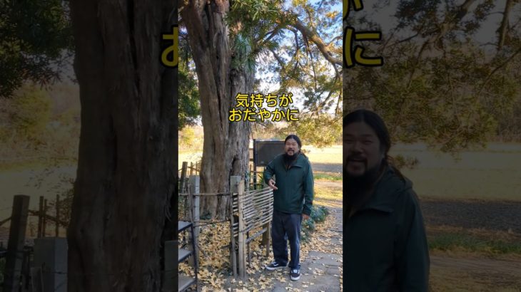 パワースポット？ありがたいスポットを散歩したら #shorts #自然 #スピリチュアル