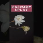 願いをコメントすると効果倍増💖✨#スピリチュアル #波動 #幸運