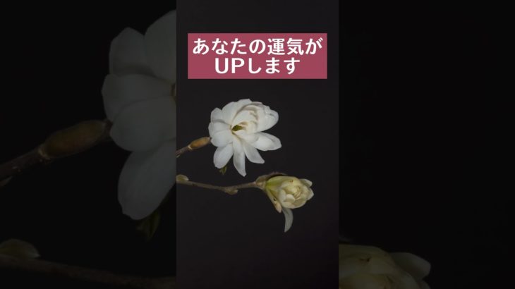 願いをコメントすると効果倍増💖✨#スピリチュアル #波動 #幸運