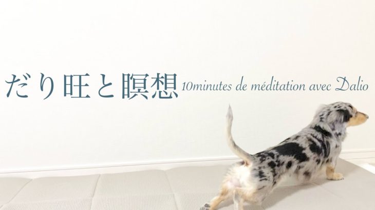 だり旺さんと一緒に10分間の瞑想🧘🏼‍♀️                            見つめてます~瞑想~