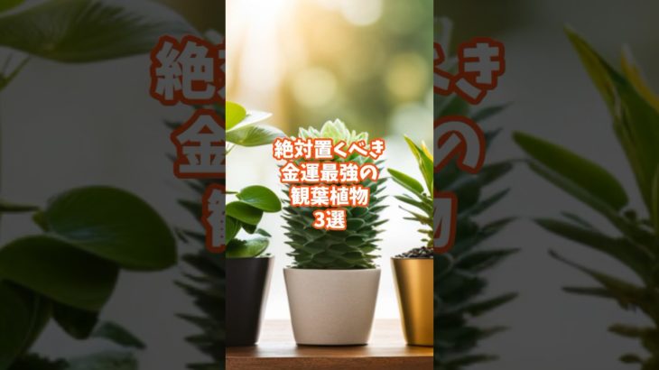 絶対置くべき金運最強の観葉植物3選#スピリチュアル #占い