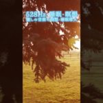 【528Hz・睡眠・瞑想】癒しの音楽で瞑想・睡眠導入 #shorts #528hz #528ヘルツ #ソルフェジオ周波数 #睡眠 #瞑想 #meditationmusic #relaxingmusic