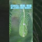 【528Hz・睡眠・瞑想】癒しの音楽で瞑想・睡眠導入 #shorts #528hz #528ヘルツ #ソルフェジオ周波数 #睡眠 #瞑想 #meditationmusic #relaxingmusic