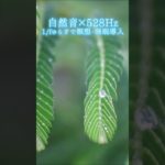 【超熟睡】自然音×癒しの528Hz音楽で瞑想・睡眠導入【528Hz】#528Hz #528ヘルツ #ソルフェジオ周波数 #睡眠 #瞑想 #shorts #short #meditation