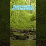【超熟睡】自然音×癒しの528Hz音楽で瞑想・睡眠導入【528Hz】#528Hz #528ヘルツ #ソルフェジオ周波数 #睡眠 #瞑想 #shorts #short #meditation