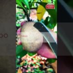 Fruit Facts How They Boost Your Well-being