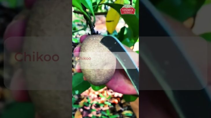 Fruit Facts How They Boost Your Well-being