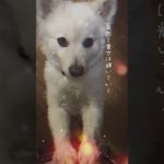 #おばあ #おばあの教え #おばあちゃん#テンプレート#癒し#KJ#ワンコ#スピリチュアル#スピ犬#毛だらけ#天使#毛だらけ天使#柴犬#お兄ちゃん犬#多頭飼い#柴