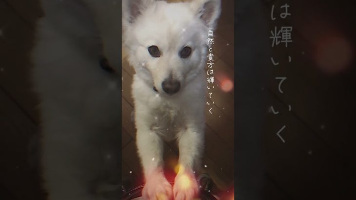 #おばあ #おばあの教え #おばあちゃん#テンプレート#癒し#KJ#ワンコ#スピリチュアル#スピ犬#毛だらけ#天使#毛だらけ天使#柴犬#お兄ちゃん犬#多頭飼い#柴