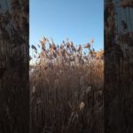 Nature, lakes, rivers, water, streams, outdoors, life, well being, health, wildlife, exploring, fun.