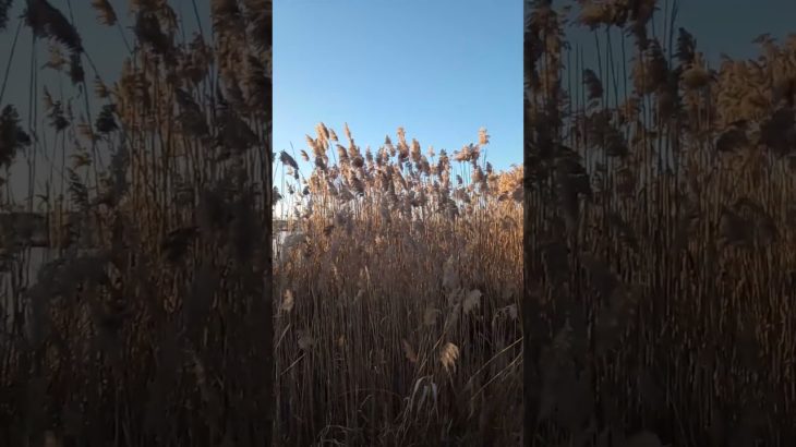 Nature, lakes, rivers, water, streams, outdoors, life, well being, health, wildlife, exploring, fun.