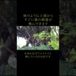 【葛城一言主神社】無数の精霊現る！#スピリチュアル #shorts #神社 #癒し #龍神 #龍 #龍神様 #神秘的 #スピリチュアル #精霊 #妖精 #天使 #御神木