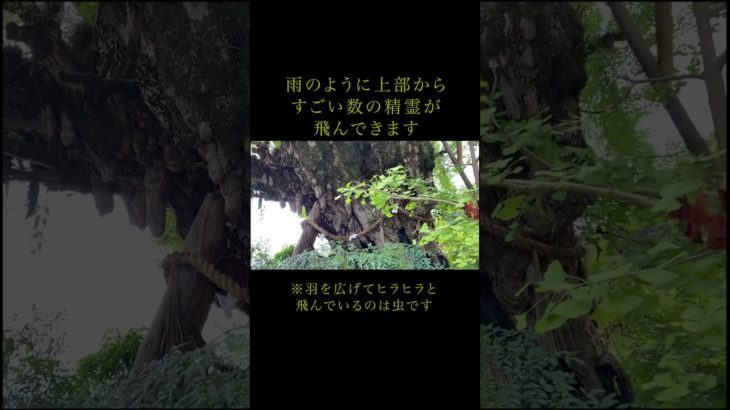 【葛城一言主神社】無数の精霊現る！#スピリチュアル #shorts #神社 #癒し #龍神 #龍 #龍神様 #神秘的 #スピリチュアル #精霊 #妖精 #天使 #御神木