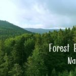 【癒し音楽】森林浴・深呼吸・リラックス・瞑想・深い睡眠・心が穏やかになる音楽