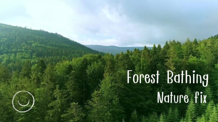 【癒し音楽】森林浴・深呼吸・リラックス・瞑想・深い睡眠・心が穏やかになる音楽