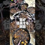 苗、徒長しちゃってる？よね#家庭菜園初心者 #ウェルビーイング#無農薬#有機栽培#自然栽培 #80smusic