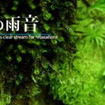 【瞑想】癒しの深い森｜美しい水音ASMR【集中｜自然音｜眠り】