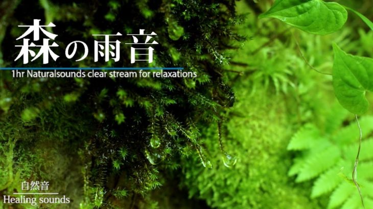 【瞑想】癒しの深い森｜美しい水音ASMR【集中｜自然音｜眠り】