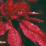 温かいBGM【ピアノ癒し曲】冬の考え事 ヨガ瞑想音楽 #83