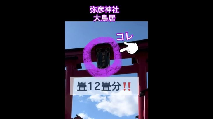 BIG鳥居‼️⛩ 歩いてみた😆弥彦神社#shorts #スピリチュアル #神社 #鳥居 #新潟