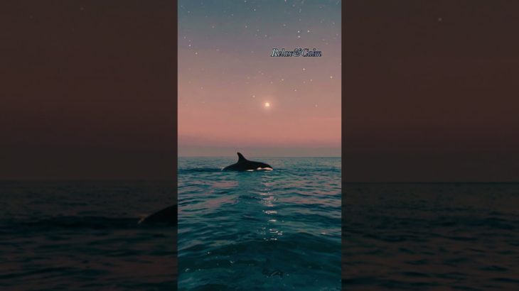 クジラと月、、#ヒーリングミュージック ＃癒しbgm#リラックス #piano #瞑想