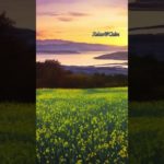 菜の花畑の先には、、#ヒーリングミュージック #癒し #lofi #瞑想 #piano ＃春＃菜の花