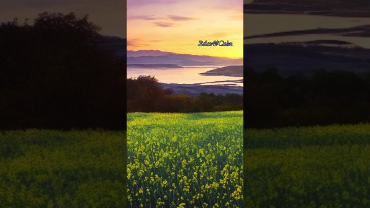 菜の花畑の先には、、#ヒーリングミュージック #癒し #lofi #瞑想 #piano ＃春＃菜の花