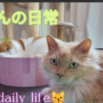 猫さんの日常に密着😽　瞑想、ヒーリング、癒し動画✨　＃猫カメラ＃猫の日常#meditation