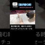猫が噛む時のスピリチュアルメッセージ　　　#short#cat #ねこのいる生活 #猫動画 #猫動画かわいい #保護猫 #スピリチュアル