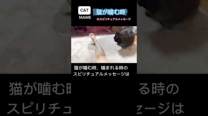 猫が噛む時のスピリチュアルメッセージ　　　#short#cat #ねこのいる生活 #猫動画 #猫動画かわいい #保護猫 #スピリチュアル