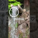 龍神様🐉のお顔 #shorts #龍神様 #スピリチュアル 大滝神社で不思議体験🌳瀬織津姫様  ✨磐座