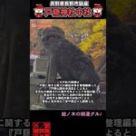 ⚠️ #戸隠神社中社 #開運 #スピリチュアル #浄化 #パワースポット #御朱印 #御朱イニスト #神社チューバー #聖地巡礼 #戸隠五社巡り #さざれ滝 #shorts