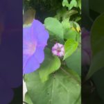 てんとう虫🐞#シンクロ#呼吸🧘#具現化#スピリチュアル#️⃣スピリアル