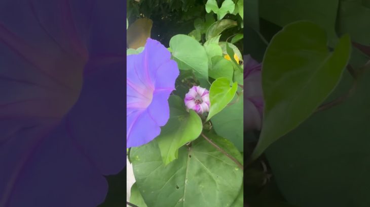 てんとう虫🐞#シンクロ#呼吸🧘#具現化#スピリチュアル#️⃣スピリアル