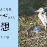 【癒し、瞑想に】何があっても動かない仙人アオサギさんー神社の小川の音と、クラッシックピアノ