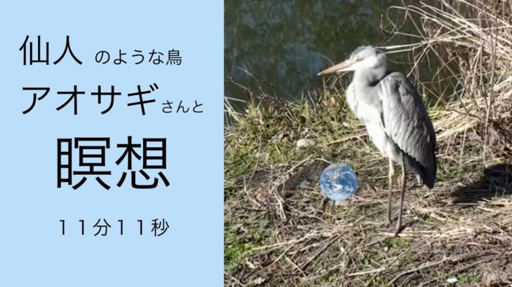 【癒し、瞑想に】何があっても動かない仙人アオサギさんー神社の小川の音と、クラッシックピアノ