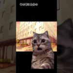 【猫ミーム】スピリチュアルカウンセラーをお仕事にするきっかけ　　第一話（後半）