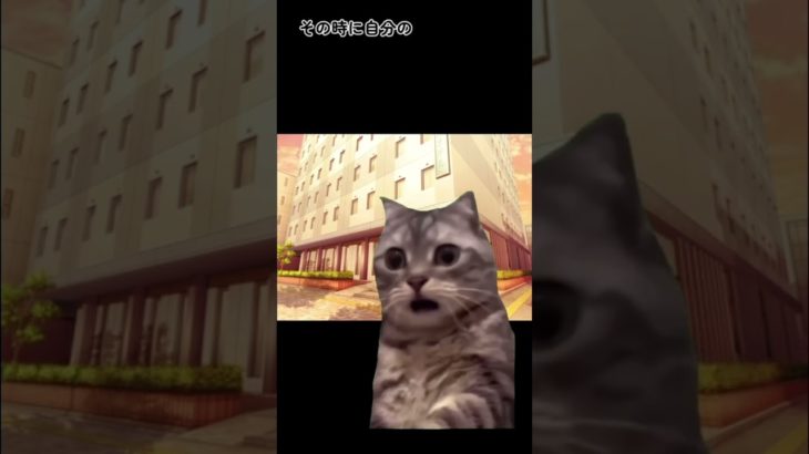 【猫ミーム】スピリチュアルカウンセラーをお仕事にするきっかけ　　第一話（後半）