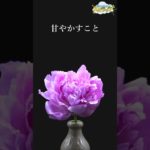 そのままのあなたで輝く【大天使ミカエルからのスピリチュアルメッセージ】